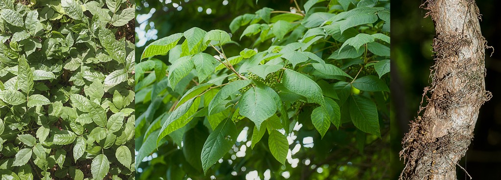 Toxicodendron radicans