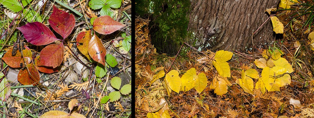 Toxicodendron rydbergii