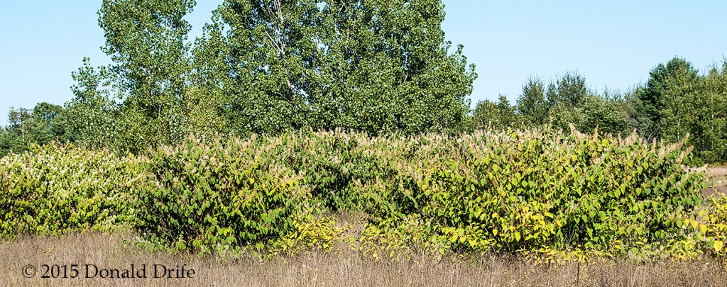 Fallopia japonica