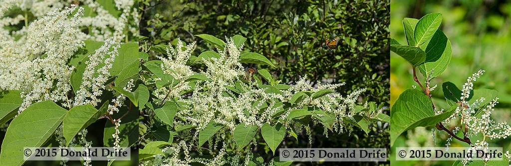 Fallopia japonica