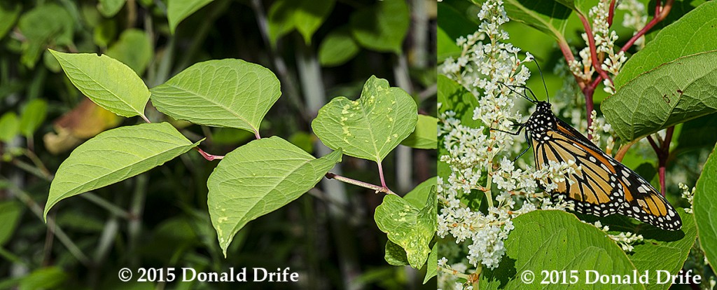 Fallopia japonica