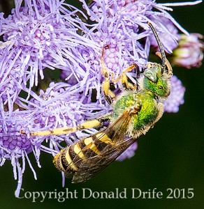 Agapostemon species