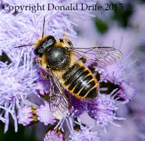 Leaf Cutter Bee