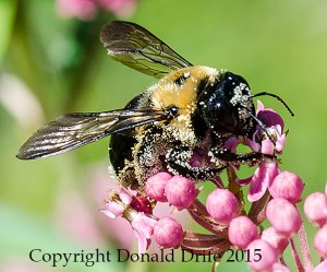 Xylocopa virginica