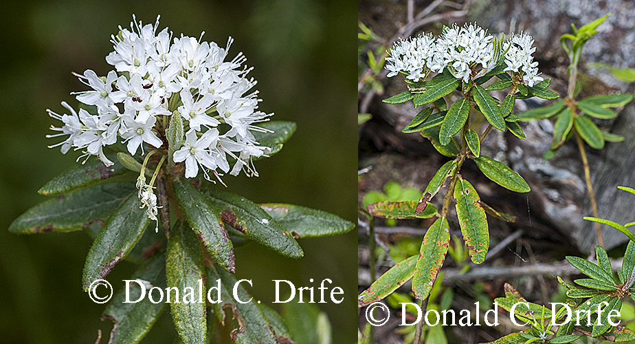 File:Labrador tea shrub in Fundy National Park.jpg - Wikipedia