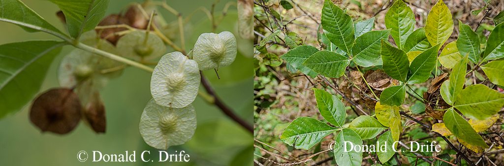 Ptelea trifoliata