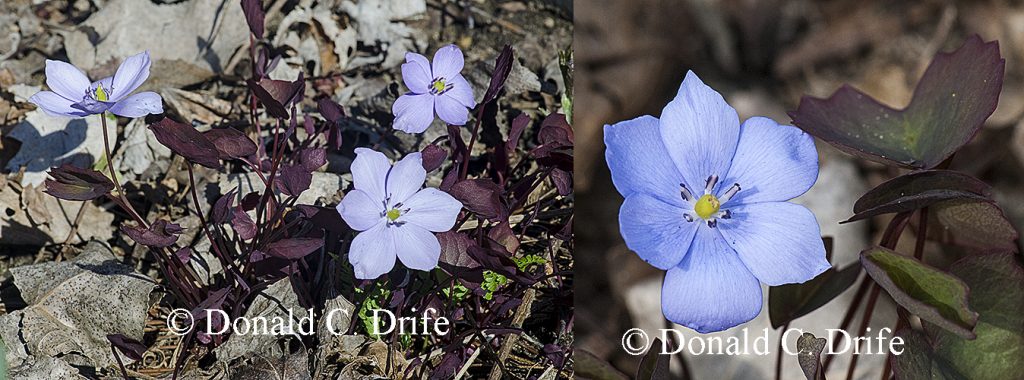 Jeffersonia dubia