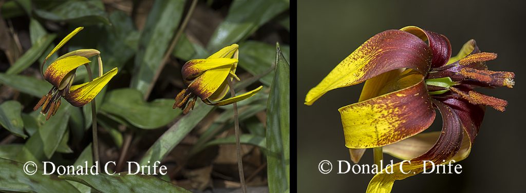 Erythronium americanum forma castaneum