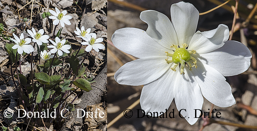 Jeffersonia diphylla