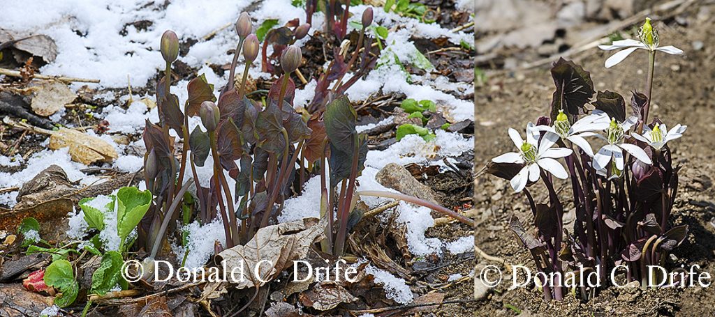 Jeffersonia diphylla