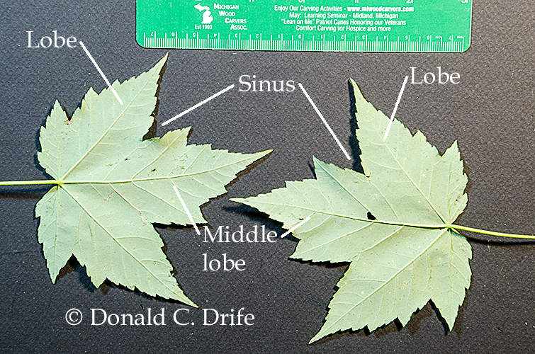 Silver Maple Tree Identification