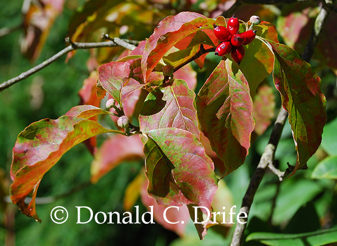 Cornus florida