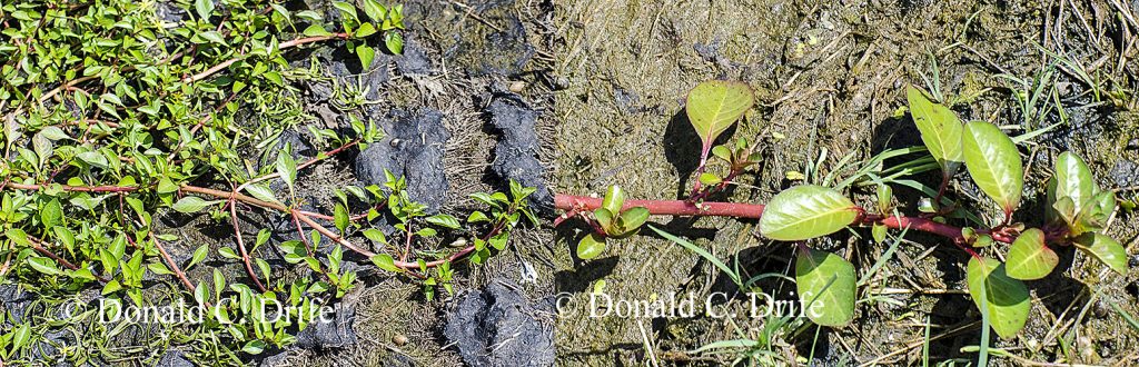 Ludwigia palustris