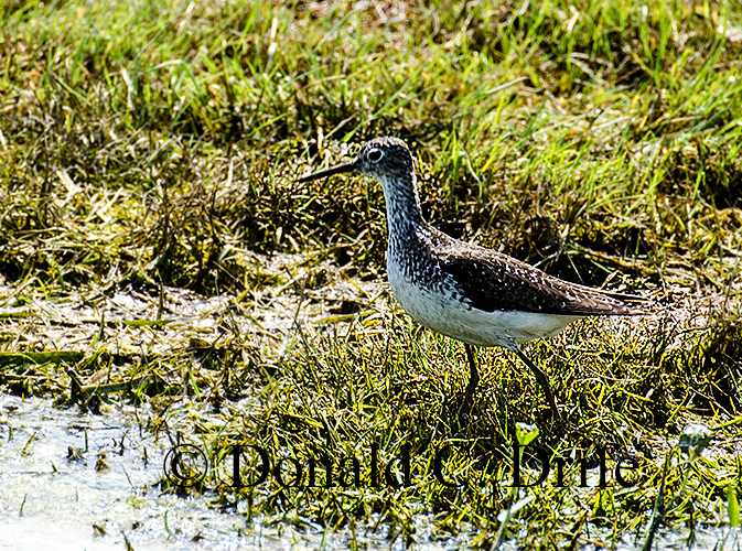 Spotted Sandpiper